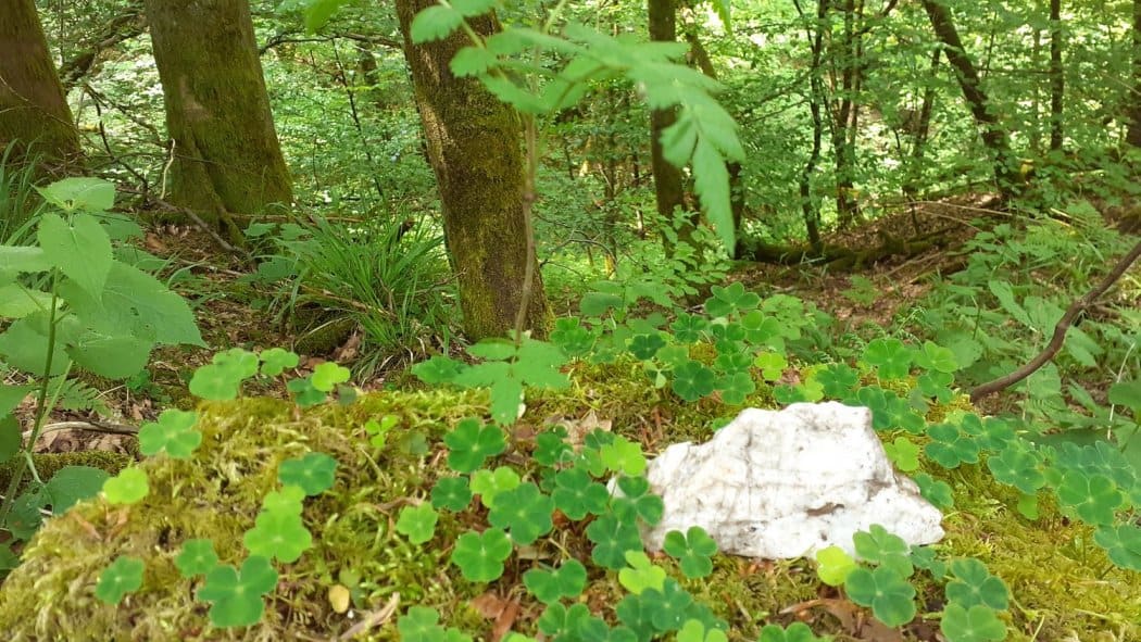 Titelbild für Waldbaden für Kinder zwischen 8 und 12 Jahren
